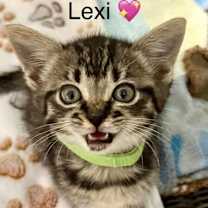 Thumbnail photo of Lexi #2