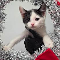 Thumbnail photo of Noel #1