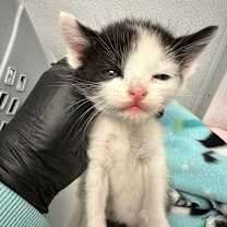 Thumbnail photo of Noel #3