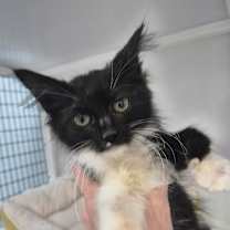 Thumbnail photo of Stein #1