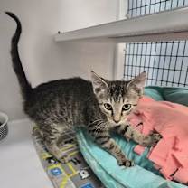 Thumbnail photo of Fang #1