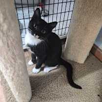 Thumbnail photo of Adele #1