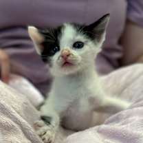 Thumbnail photo of Noel #4