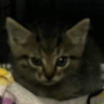 Thumbnail photo of Fang #3