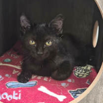 Thumbnail photo of Saja #1