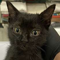 Thumbnail photo of Saja #3