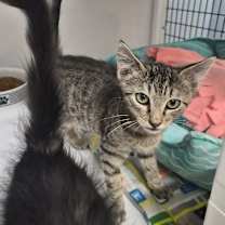 Thumbnail photo of Fang #4