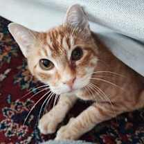 Thumbnail photo of Hyperion #1