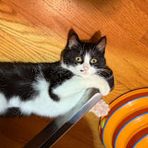 Thumbnail photo of Snowflake #1