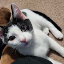 Thumbnail photo of Tattletail #1