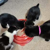 Thumbnail photo of Tebow #2