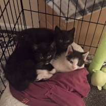 Thumbnail photo of Tattletail #3