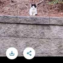 Thumbnail photo of Tattletail #4