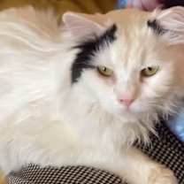 Thumbnail photo of Croissant #2