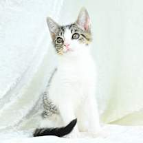 Thumbnail photo of Twix #3