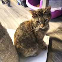 Thumbnail photo of Joanna #1