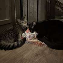 Thumbnail photo of Spooky/ Po #1