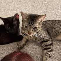 Thumbnail photo of Spooky/ Po #2