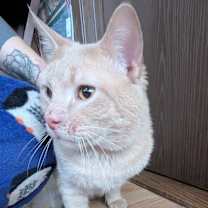 Thumbnail photo of Milo #3