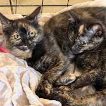 Thumbnail photo of Camilla #2