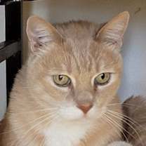 Thumbnail photo of Tabby-licious #1