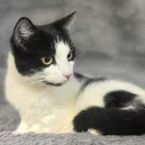 Thumbnail photo of Tinsel #1