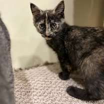 Thumbnail photo of Salem #1