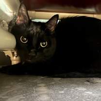 Thumbnail photo of Sharpie #1