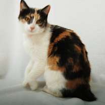 Thumbnail photo of Marilyn Monroe #3