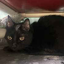 Thumbnail photo of Sharpie #2