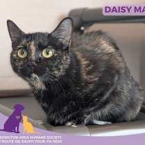 Thumbnail photo of Daisy Mae #1