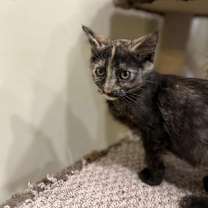 Thumbnail photo of Salem #4