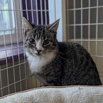 Thumbnail photo of Mistletoe #1