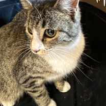 Thumbnail photo of Mistletoe #2