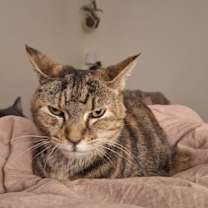 Thumbnail photo of Gertie #1