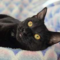 Thumbnail photo of Archie #2