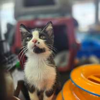 Thumbnail photo of Carmen #1