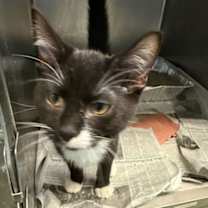 Thumbnail photo of Mr. Crowley #2