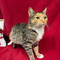 Thumbnail photo of Noel #1