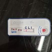 Thumbnail photo of Noel #2