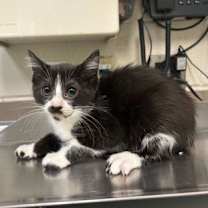 Thumbnail photo of Mittzi (blk/whi chin) #1