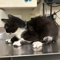 Thumbnail photo of Mittzi (blk/whi chin) #2