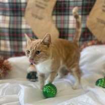 Thumbnail photo of Clementine #2