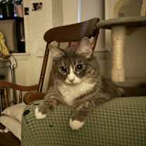 Thumbnail photo of Nova #1