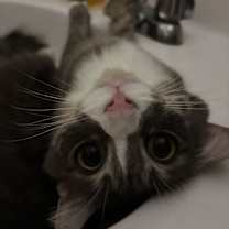 Thumbnail photo of Nova #3