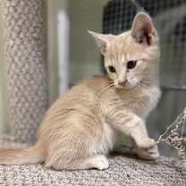 Thumbnail photo of Ghost #1