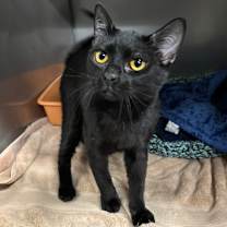 Thumbnail photo of Charmer  #1