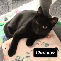 Thumbnail photo of Charmer  #2
