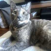 Thumbnail photo of Mookie #1