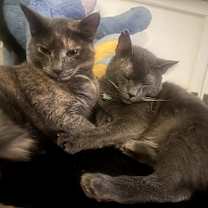 Thumbnail photo of Mookie #2